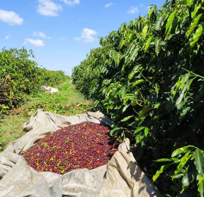 دانه قهوه تخصصی برزیل ریو - LUSSO Rivara