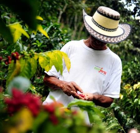 دانه قهوه تخصصی کلمبیا | LUSSO Colvara