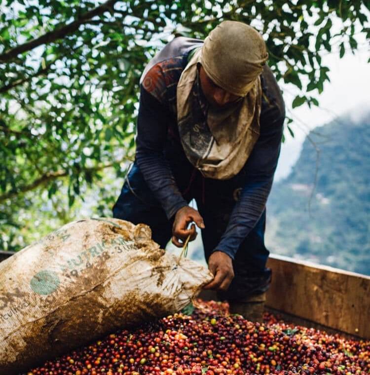 دانه قهوه تخصصی کلمبیا | LUSSO Colvara