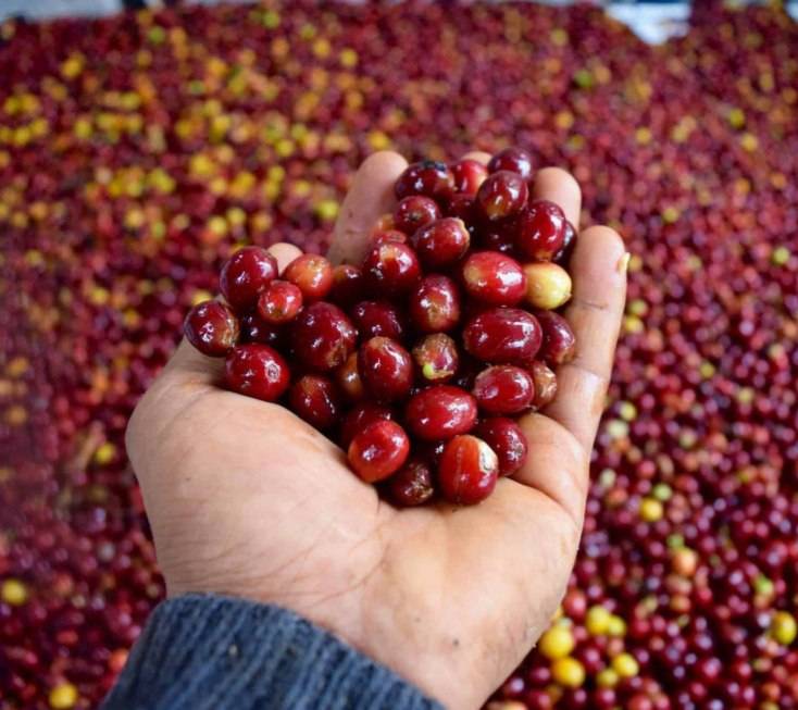 دانه قهوه تخصصی کلمبیا | LUSSO Colvara