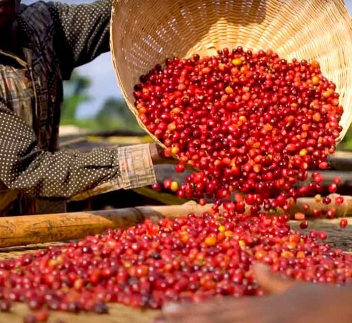 دانه قهوه تخصصی اتیوپی | LUSSO Ethie'l