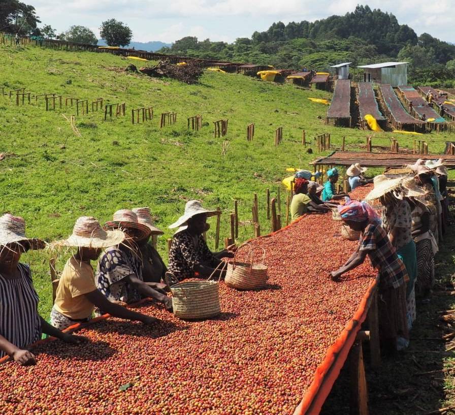 دانه قهوه تخصصی اتیوپی | LUSSO Ethie'l