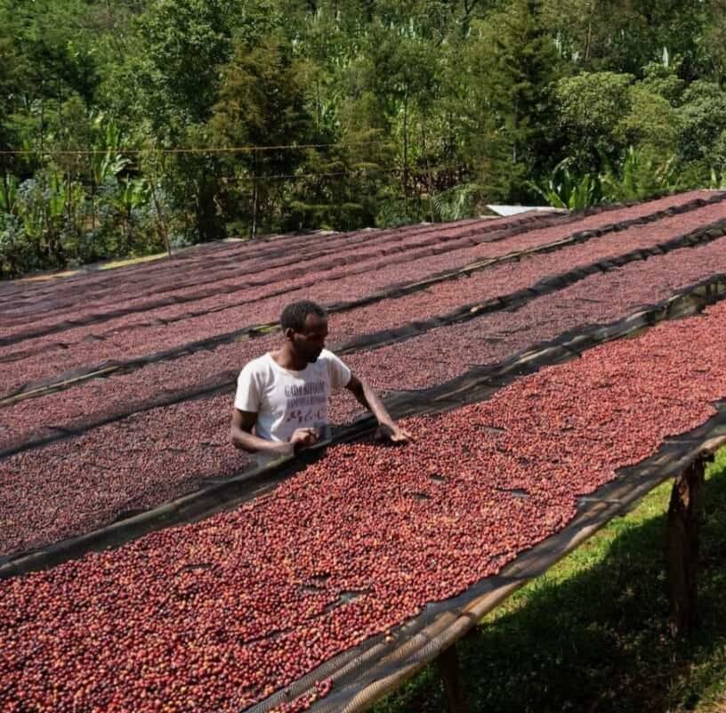 دانه قهوه تخصصی کنیا | LUSSO Kenava