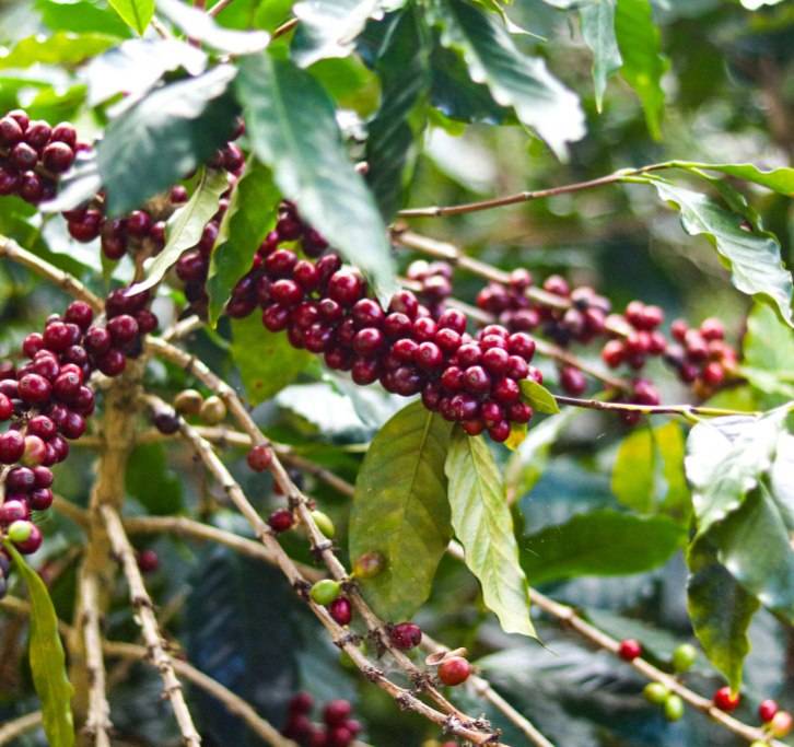 دانه قهوه تخصصی هندوراس | LUSSO Montava