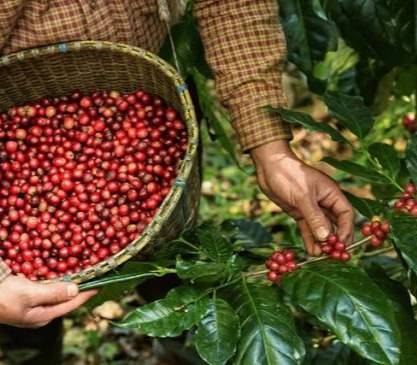 دانه قهوه تخصصی مکزیک | LUSSO Maraga