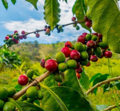 دانه قهوه تخصصی مکزیک | LUSSO Maraga