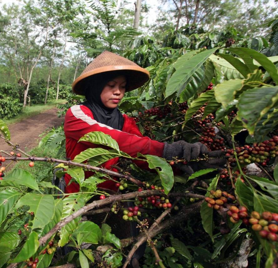 دانه قهوه تخصصی روبوستا چری | LUSSO