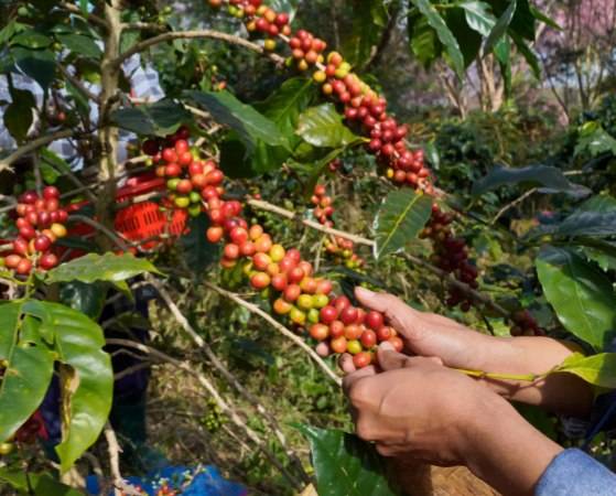 دانه قهوه تخصصی روبوستا چری | LUSSO