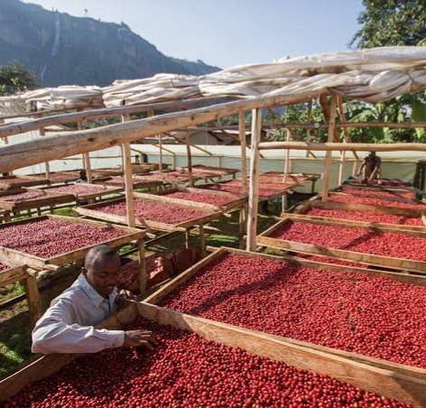 دانه قهوه تخصصی روبوستا اوگاندا | LUSSO