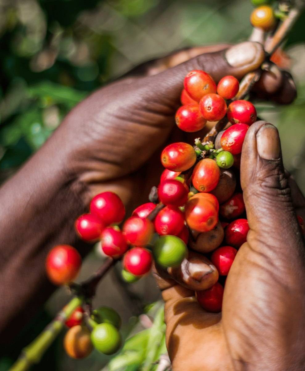 دانه قهوه تخصصی روبوستا پی بی | LUSSO