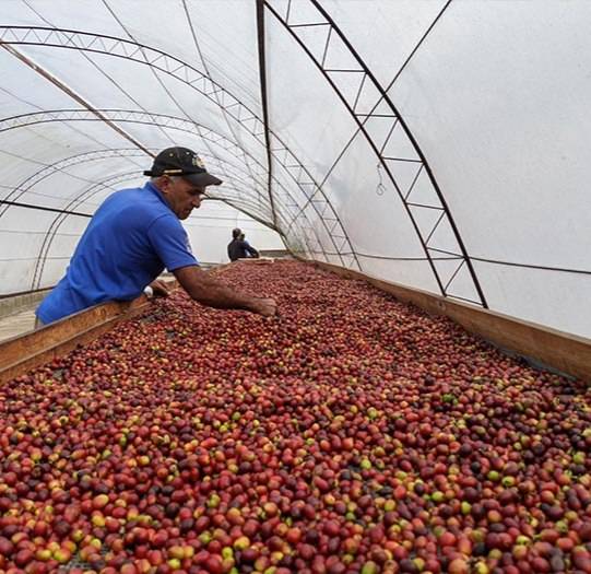 دانه قهوه تخصصی روبوستا پی بی | LUSSO