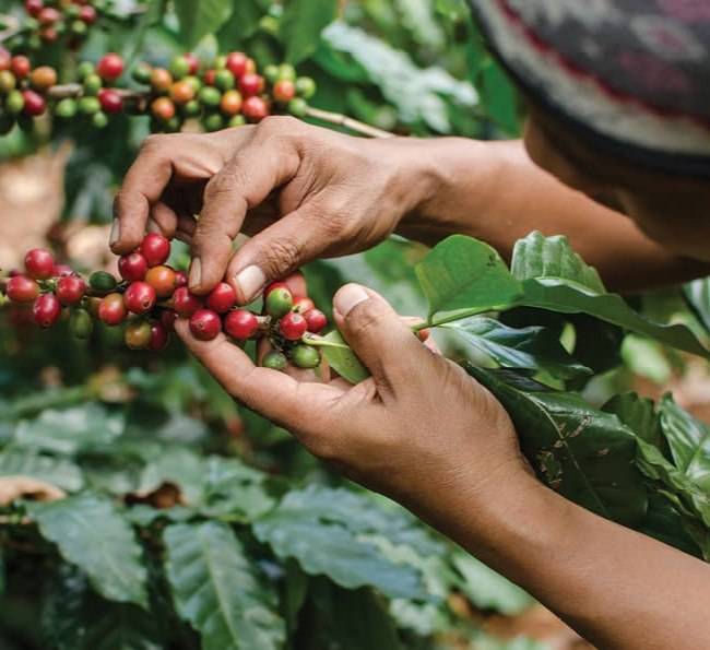 دانه قهوه تخصصی روبوستا ویتنام | LUSSO