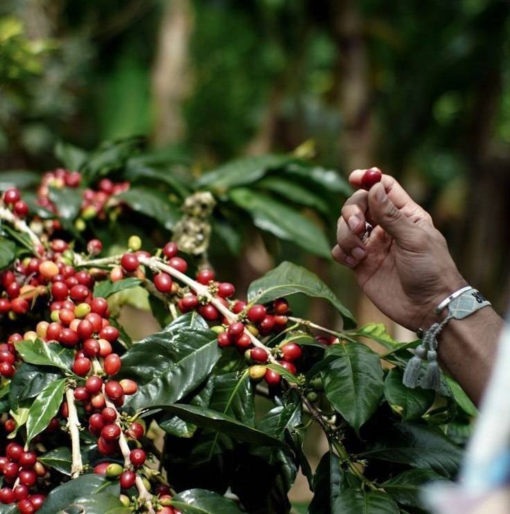 دانه قهوه ترکیبی 20 درصد عربیکا - 80 درصد روبوستا | LUSSO