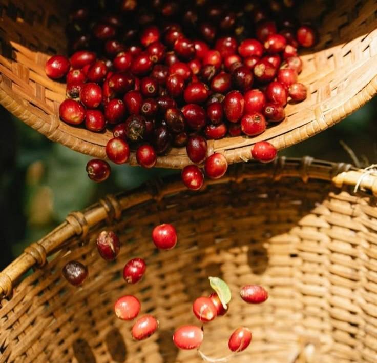 دانه قهوه ترکیبی 20 درصد عربیکا - 80 درصد روبوستا | LUSSO